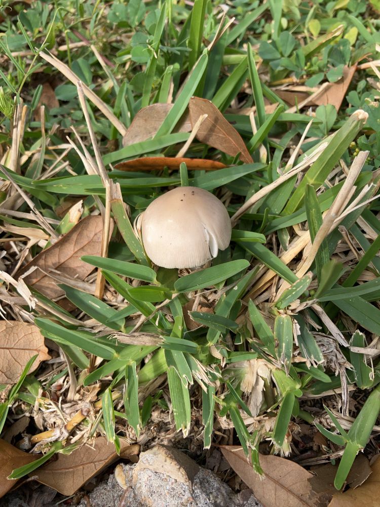Small creamy white mushroom cap poking up above blades of grass