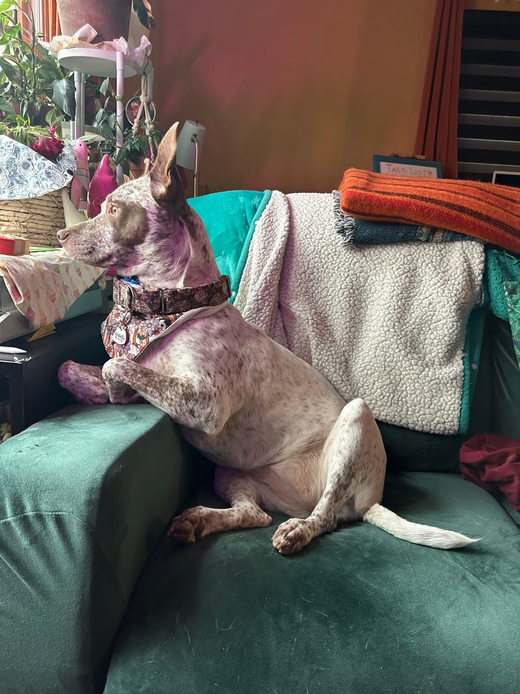 A looney cattle dog mix who decided curling her front paws in liek t-Rex arms and sitting like a goblin human on her butt and wrenching her entire body towards the window was comfortable. She’s looking out the window.