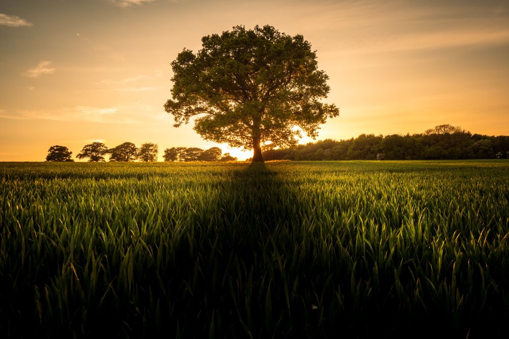 Spring evening, with a solitary tree in a field, backlit by the sun which casts a shadow towards the viewer.