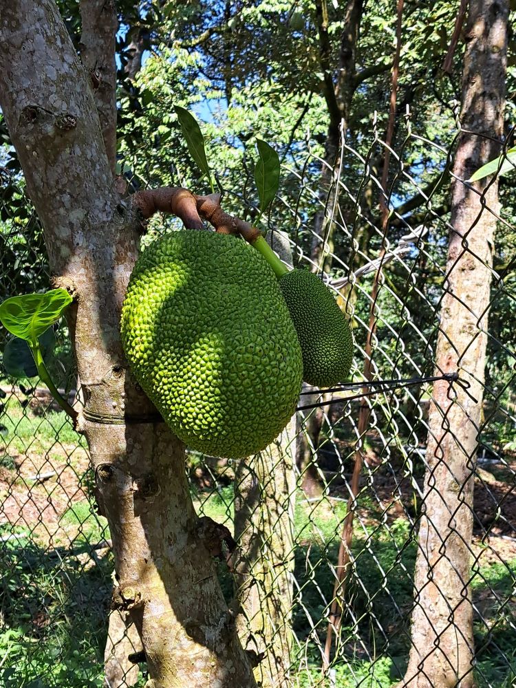 Eine fast reife Jackfrucht am Bsum