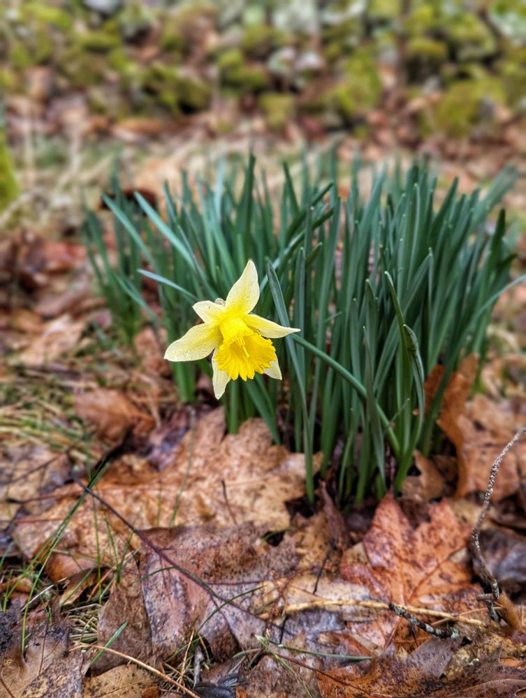 Daffodils, that are growing the wood, are just flowering.