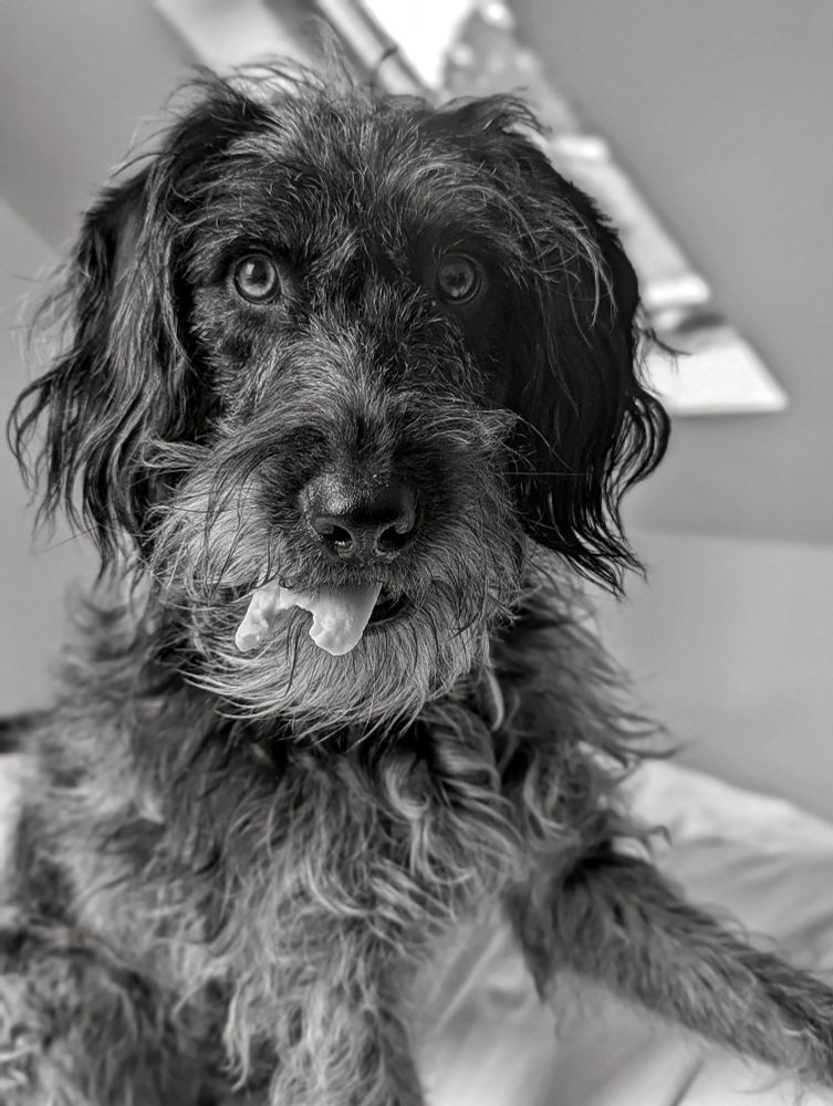 A black and white photo of Bobbie the Labradoodle holding a white bone in her mouth 