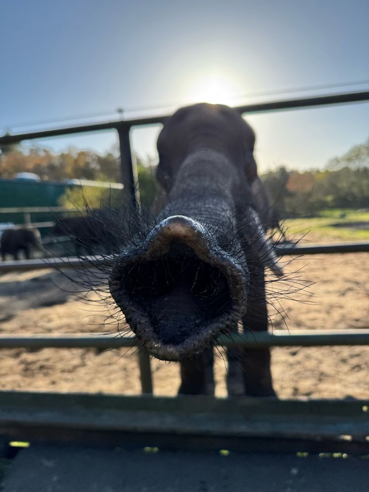 Close view of an elephant trunk, the elephant is visible in the background.