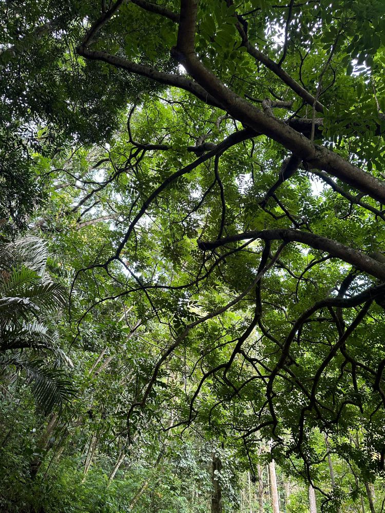 phtoo of tall tree branches with green leaves