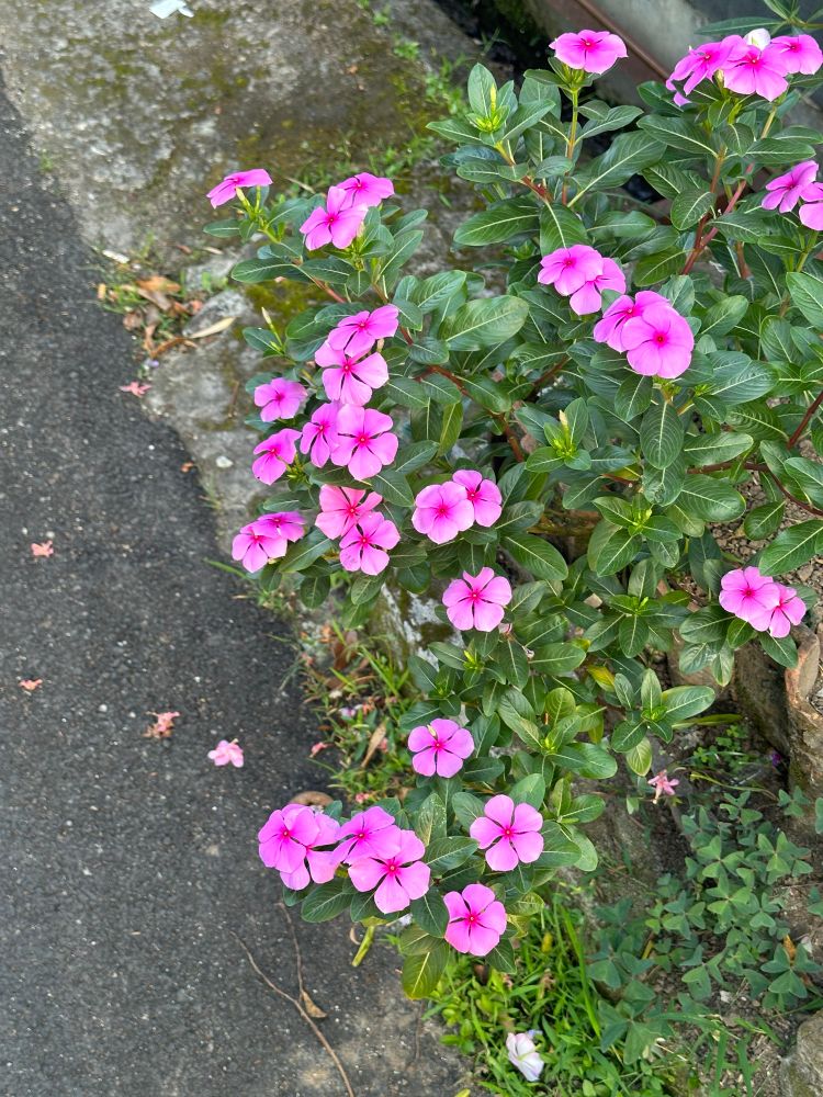 photo of magenta madagascar periwinkle flowers