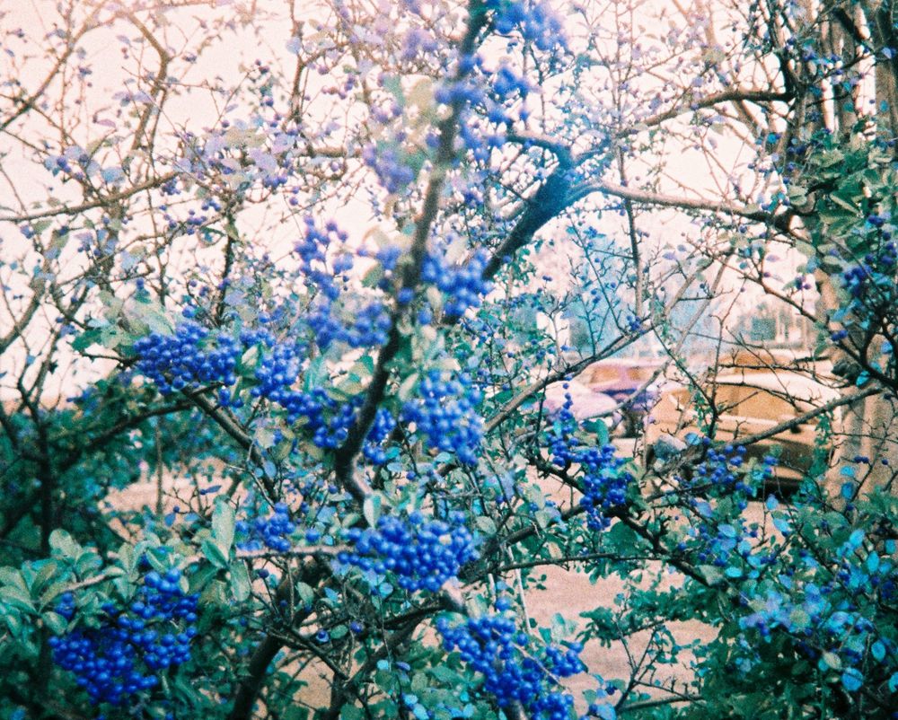 a photo of a tree branch with lots of berries. due to the colour shift of the film, the sky is orange and the berries are blue.