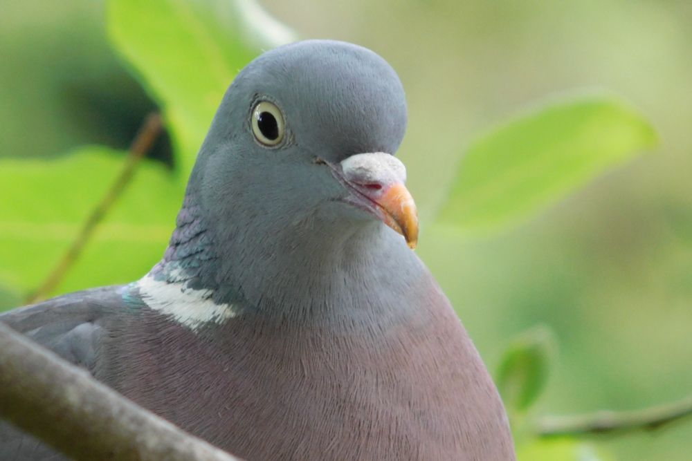 a close up photo of the head and upper body of a woodpigeon.