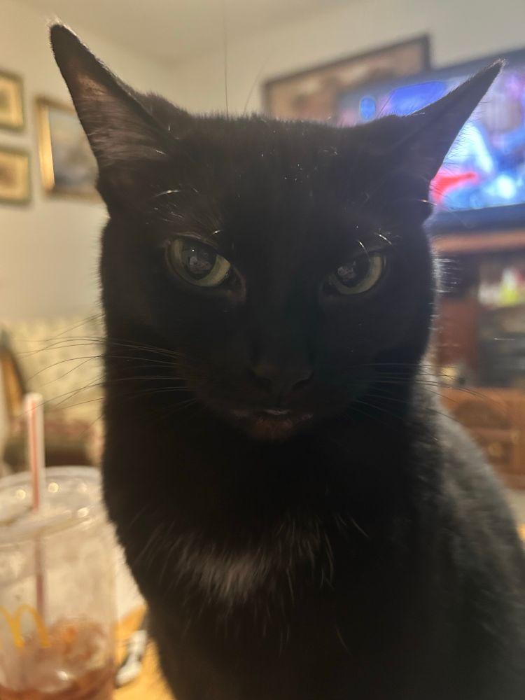 A black cat with a white patch of fur on her chest. She is looking at you with suspicion in her green eyes. Her name is Luna. 
