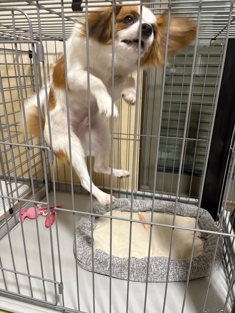 ケージ内でジャンプするパピヨン犬