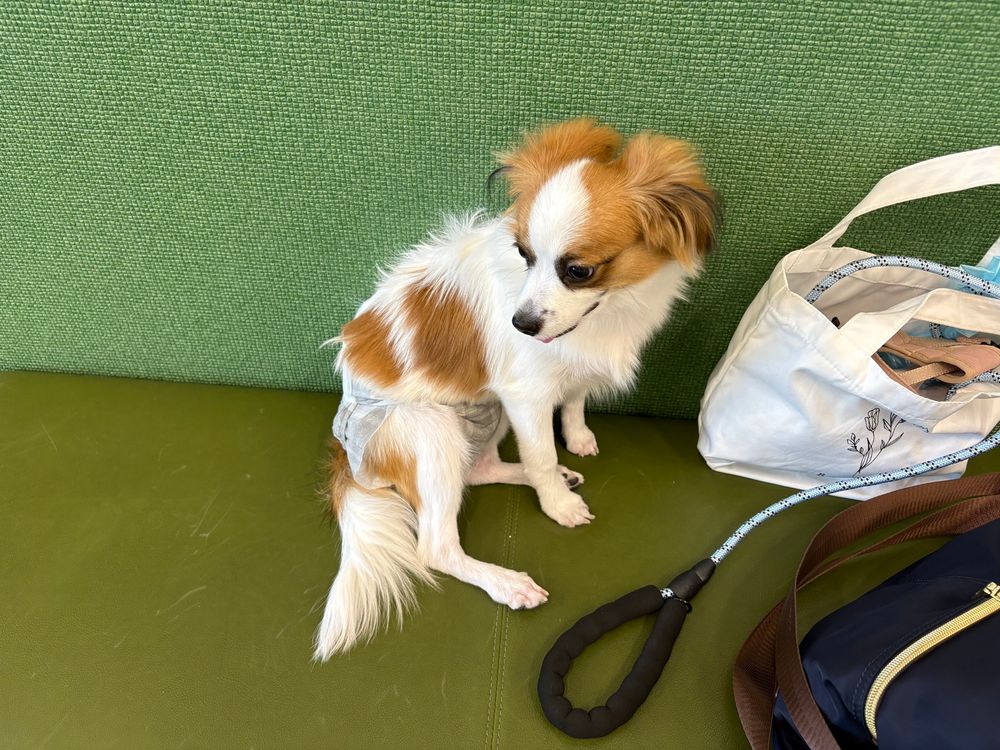 室内ドッグランのベンチ上で他の犬に怯えて縮こまるパピヨンの子犬