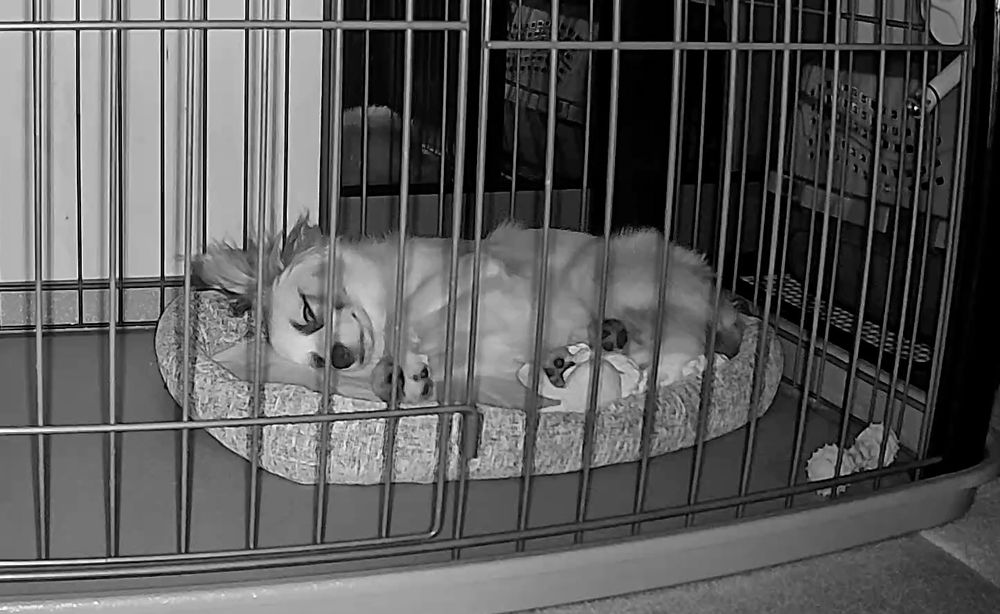 Sサイズのペットベッドに寝るパピヨンの子犬