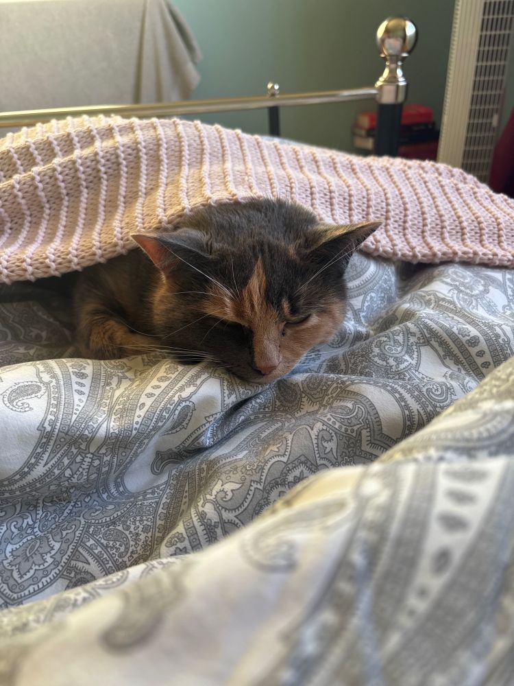 A calico cat snoozes under a pink crochet blanket, on top of a grey and white patterned duvet 
