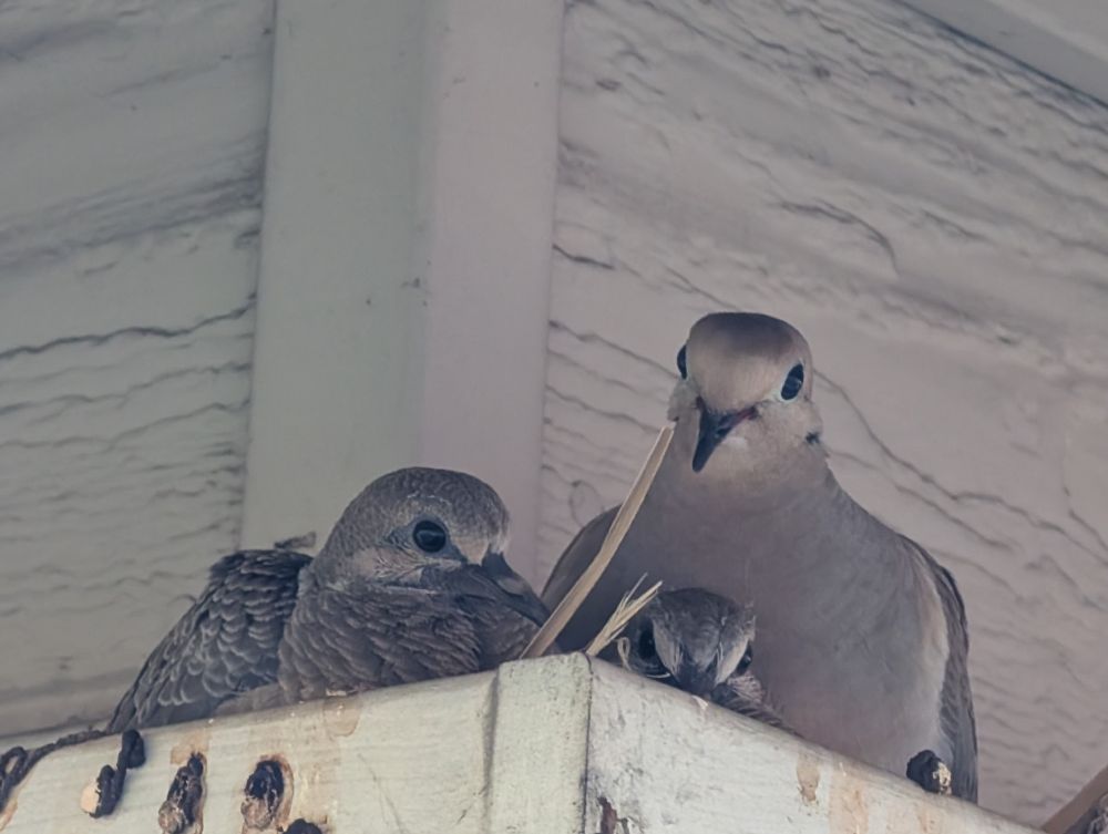 Second chick is peeking up between parent and sibling.