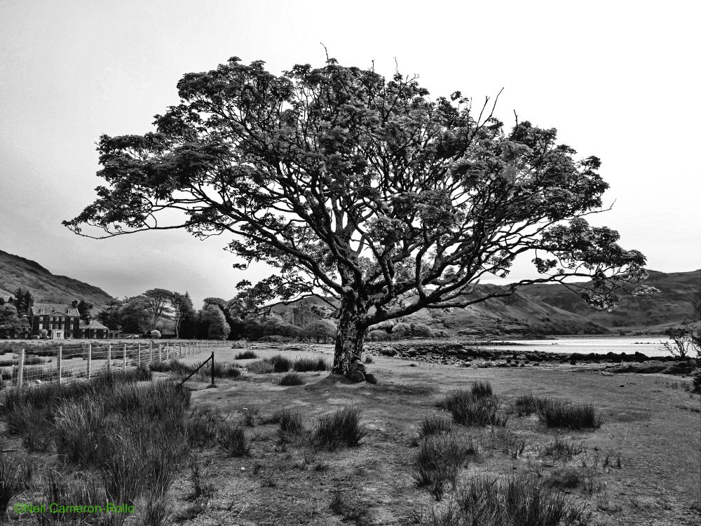 A magnificent mature sycamore stands on rough pasture at the head of Loch Buie just a few feet way from the high tide line.
To the far left sits the rather elegant Lochbuie House, once the home of the Clan Maclaine who also built Moy Castle (which sits in the distance just to the left of the tree trunk) in the 13th Century.