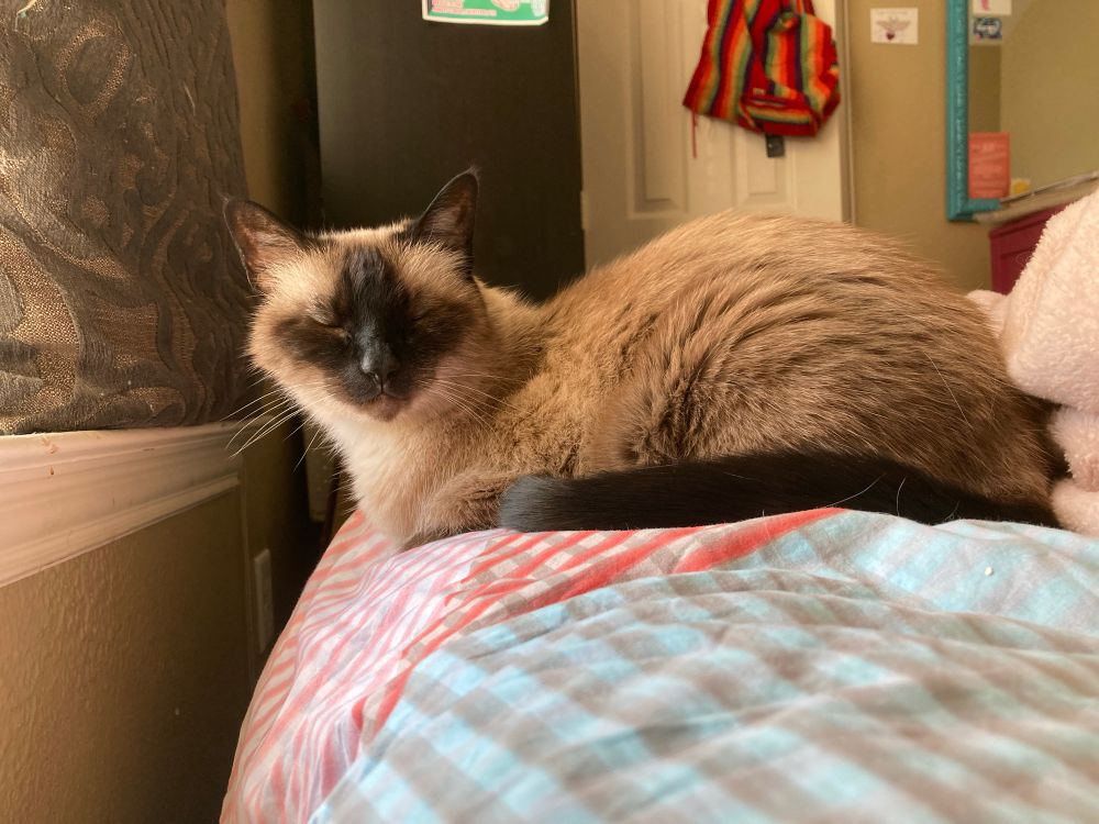 A sleepy and soft-looking Siamese loafing on the bed.