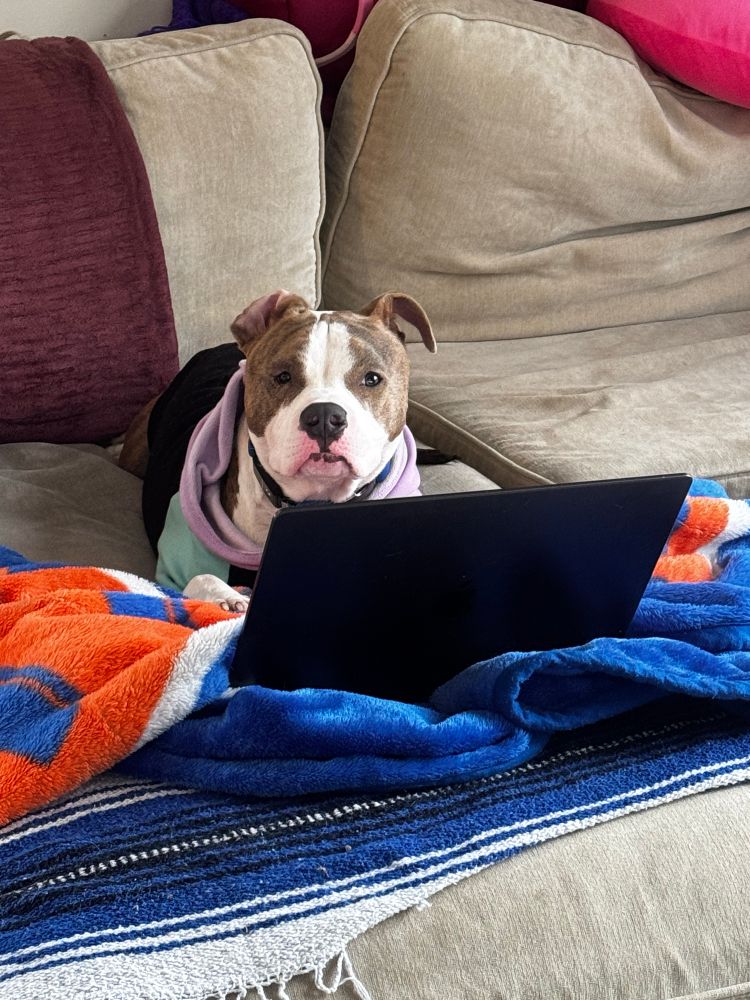 Image of @reallyrocco a brindle and white pittie in a multicolor hoodie behind an open laptop looking at the camera like a strict boss. 