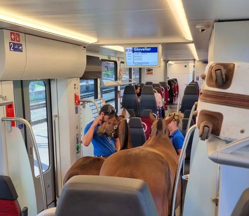 Two horses in a Chemins de fer du Jura R36 service from Glovelier to Saignelégier