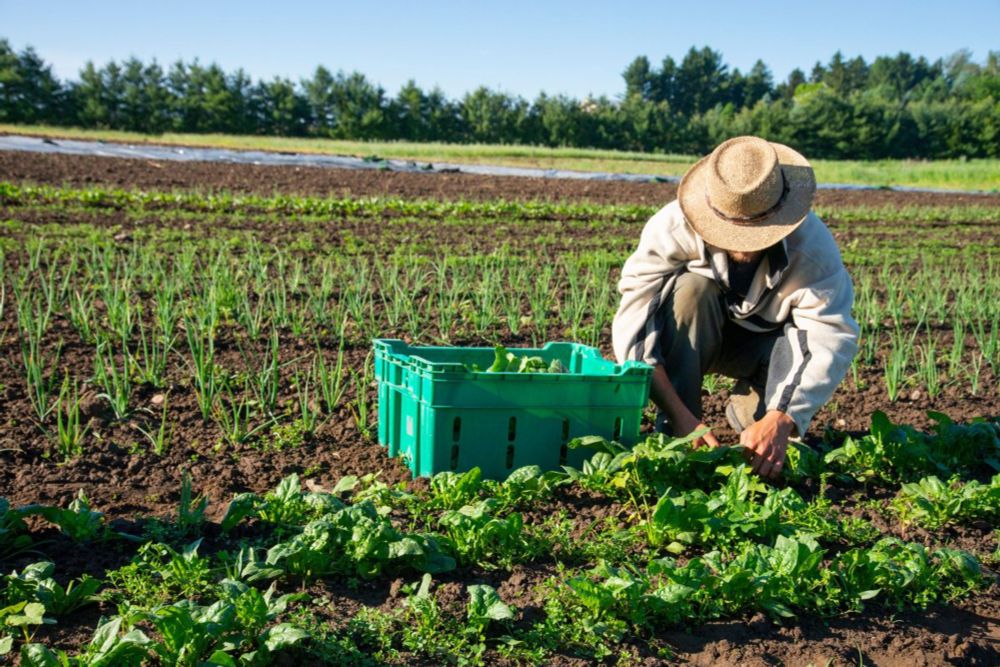 Coalition proposes radical solution to food insecurity: Iowa farmers