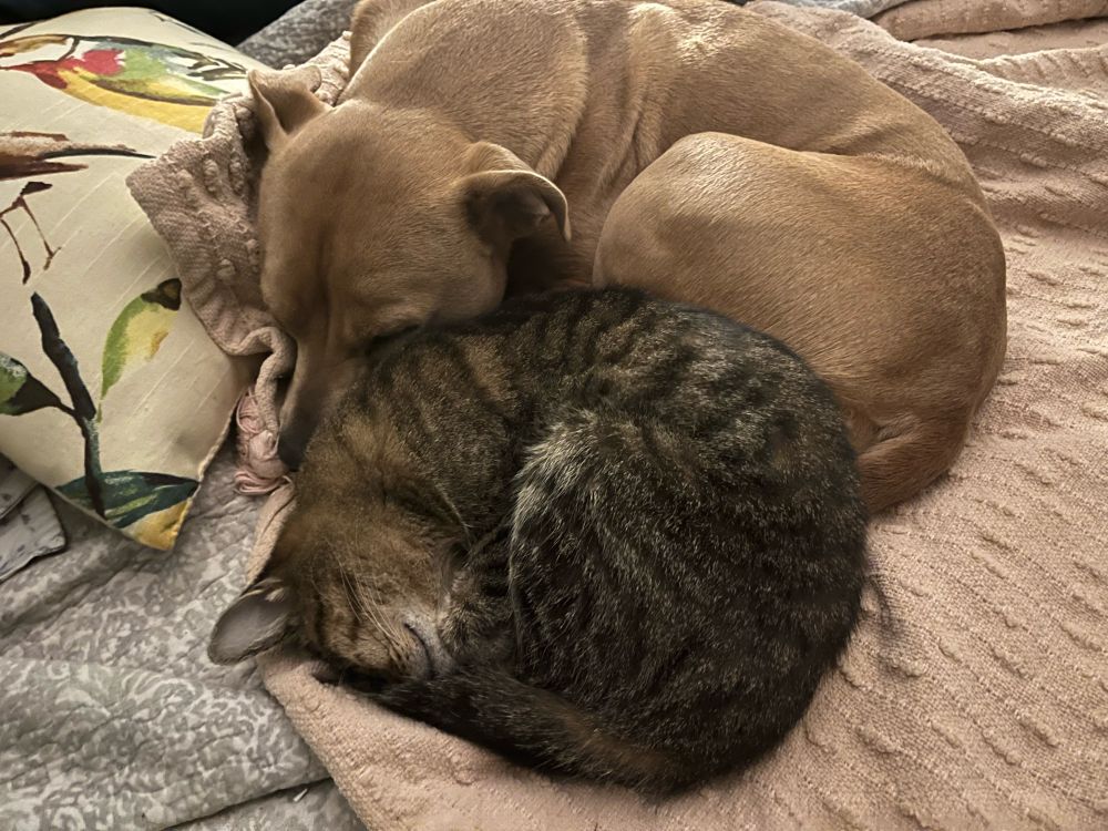 Cat and dog snuggling 