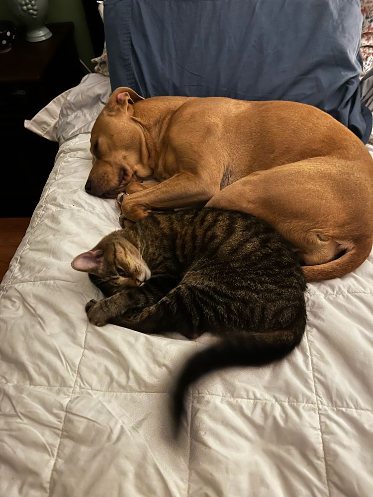 Dog and cat snuggling 