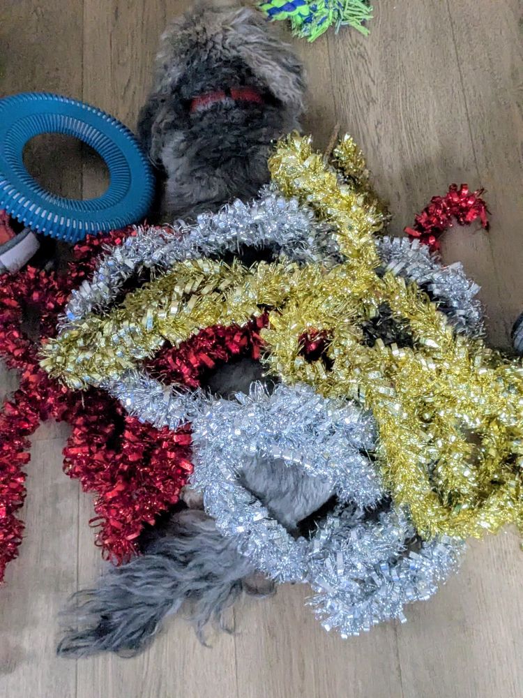 Small grey dog on the floor covered in silver, red and gold tinsel