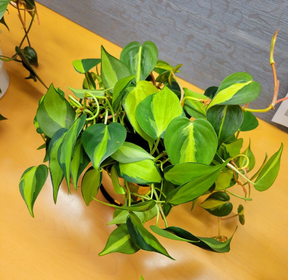 Philodendron Brasil Plant
