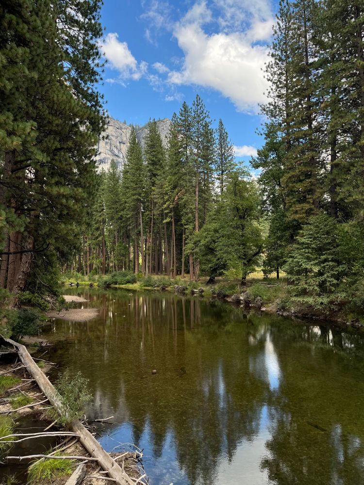River surrounded by trees