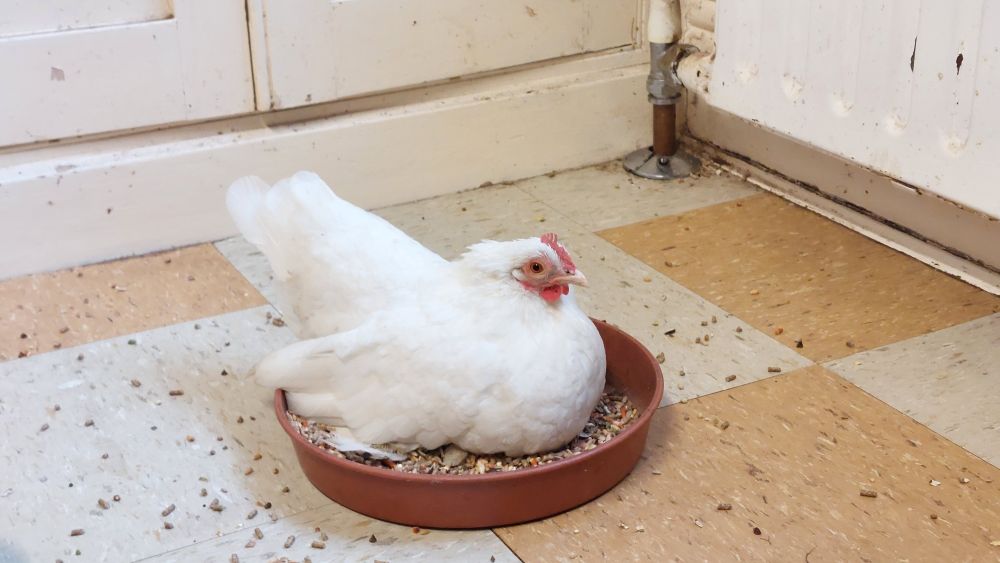 A tiny white chicken falling asleep in her food bowl