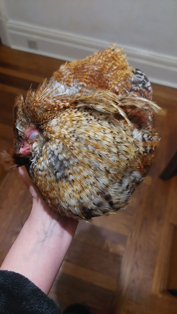 A handful of colourful snoozing cockerel 