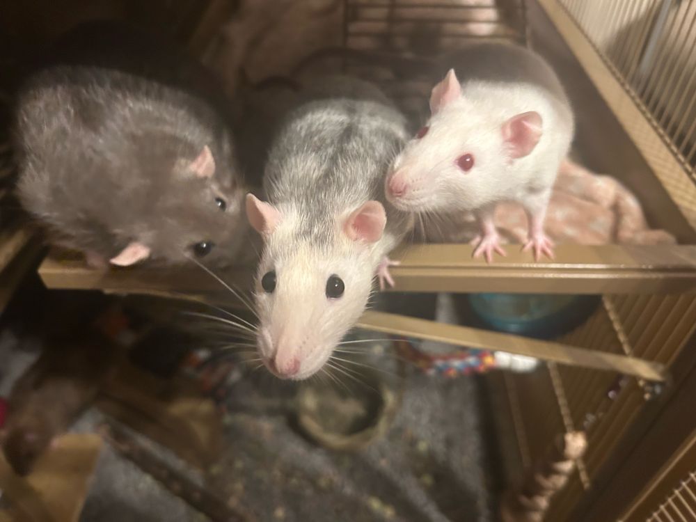 3 pets rats on a shelf in a cage. One rat is all grey, one rat is white and grey and one is all white with red eyes.  All are in a line and wanting to get out