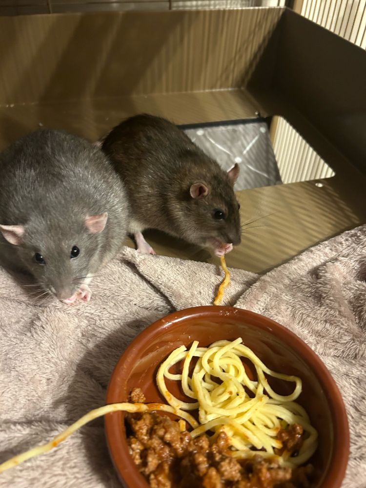 2 rats next to a brown bowl with spaghetti in. Both rats have a strand of spaghetti in their mouths. 
