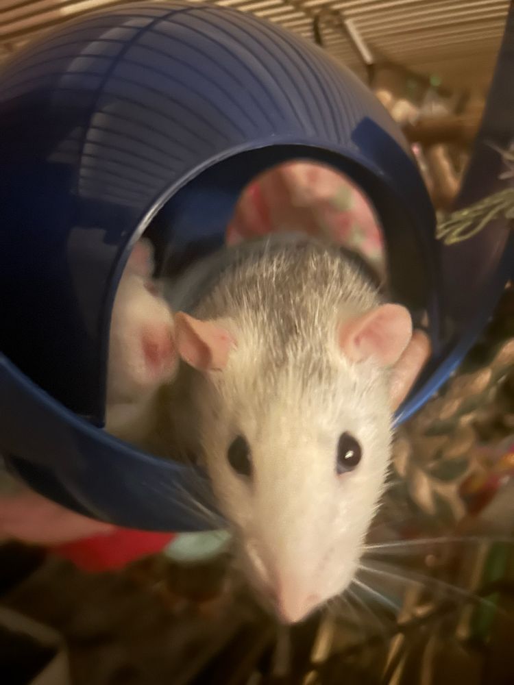 A white and grey rat coming out of a blue plastic pod towards the camera.