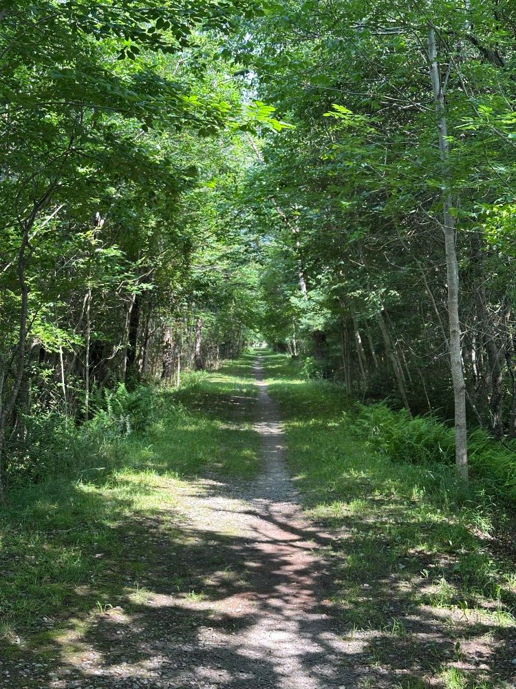 Backcountry trail with trees either side of a grass/dirt path