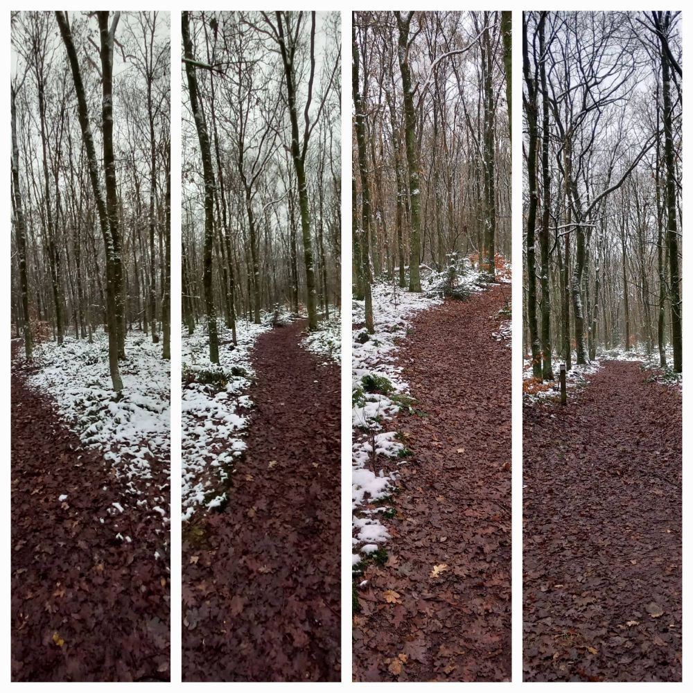 Fotocollage van 4 foto's. Je ziet op alle 4 de foto's een bospad wat bruin van kleur is. 
Het is een winterse dag, hier en daar ligt wat witte sneeuw langs de randen van de paden. De bomen zijn kaal, maar hebben hier en daar witte stippen van de sneeuw die is blijven plakken. De lucht die je door de bomen ziet, is van een koele blauwe kleur.