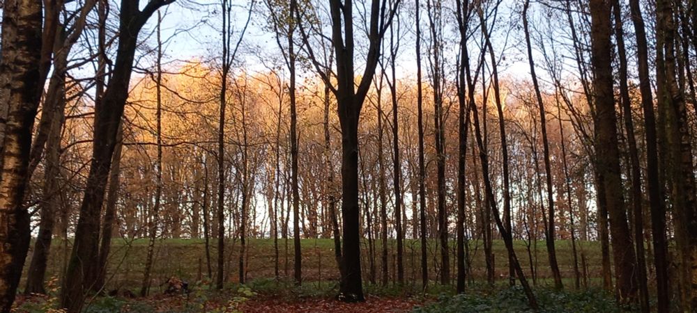 Foto van bomen. Op de voorgrond zie je kale bomen die donkergekleurd zijn. Wat meer op de achtergrond zie je een rij bomen met in de kronen, geel blad. Het contrast is bijzonder. 
De lucht achter de bomen is waterig, lichtblauw.