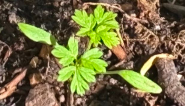A recently sprouted plant with heavily split leaves and pronounced veins.