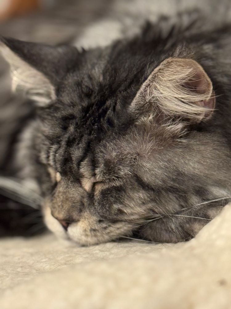 Close up photo of a gray cat’s face, sleeping on sheepskin.