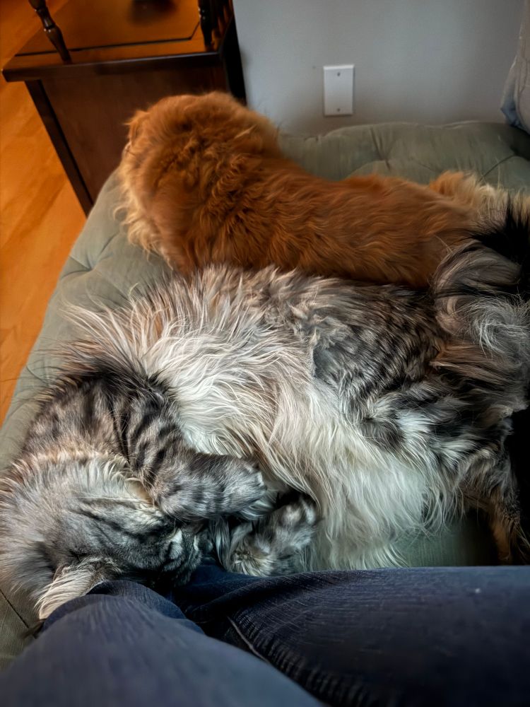 Dog, cat, and human, all snuggled on a sofa