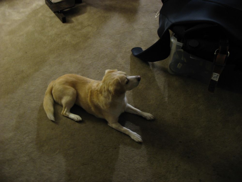 Blonde beagle-ish dog, losing on the floor
