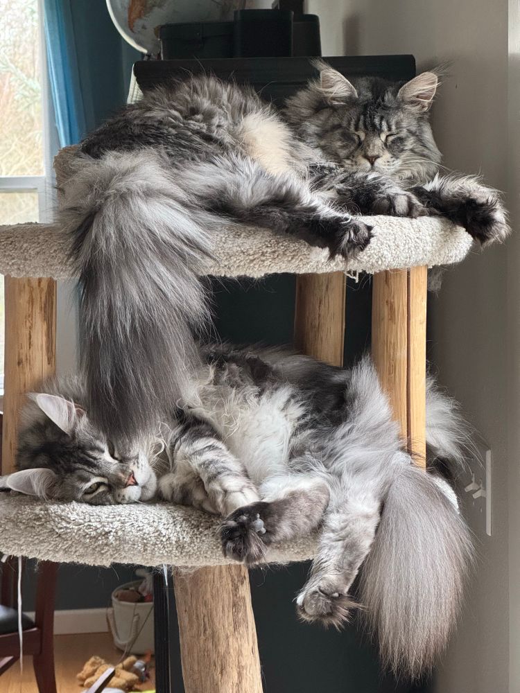 Two fluffy cats lounging on two levels of a cat tree