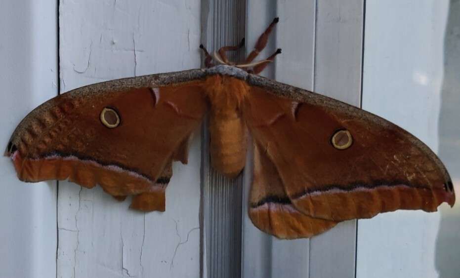 Giant Silk Moth. Wing span is easily some 6 inches side-to-side. It was the width of a bird. The body would have easily occupied the middle of the palm of my hand. However, I did not touch the moth. They're not dangerous, bothering it just seemed rude.