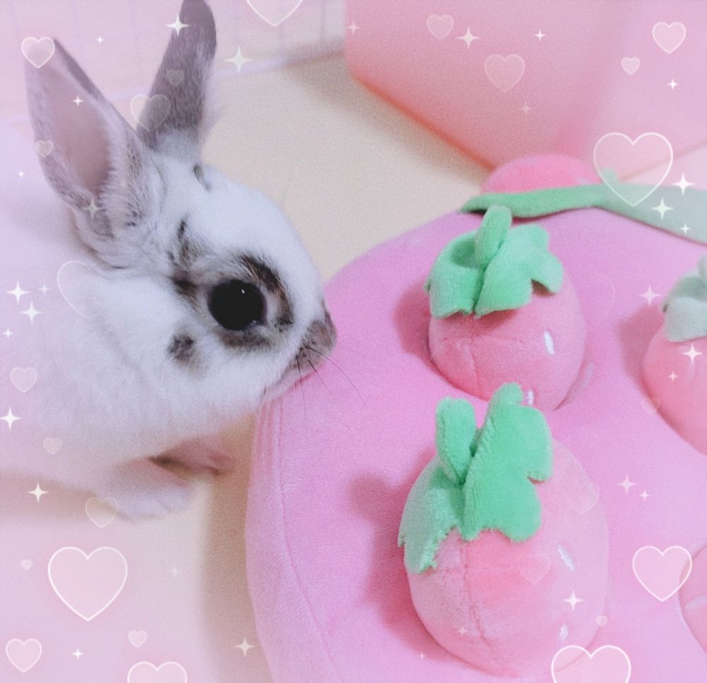 うさぎ rabbit 兎 ウサギ