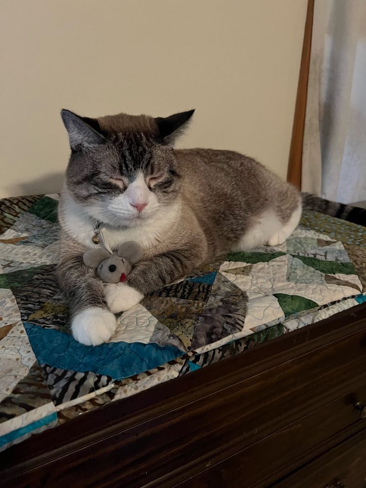 Seal point tabby cat laying on a quilt with his paws around a toy mouse