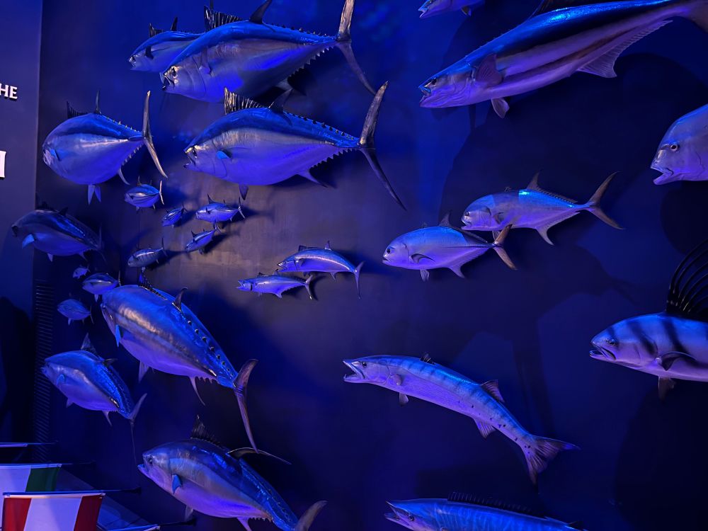 Many fake or taxidermy fish hanging on a wall