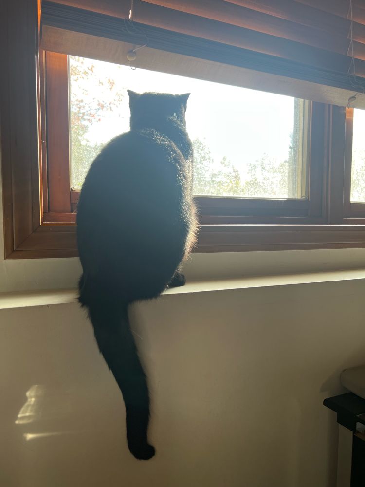 Black cat lit dramatically watching something out the window 