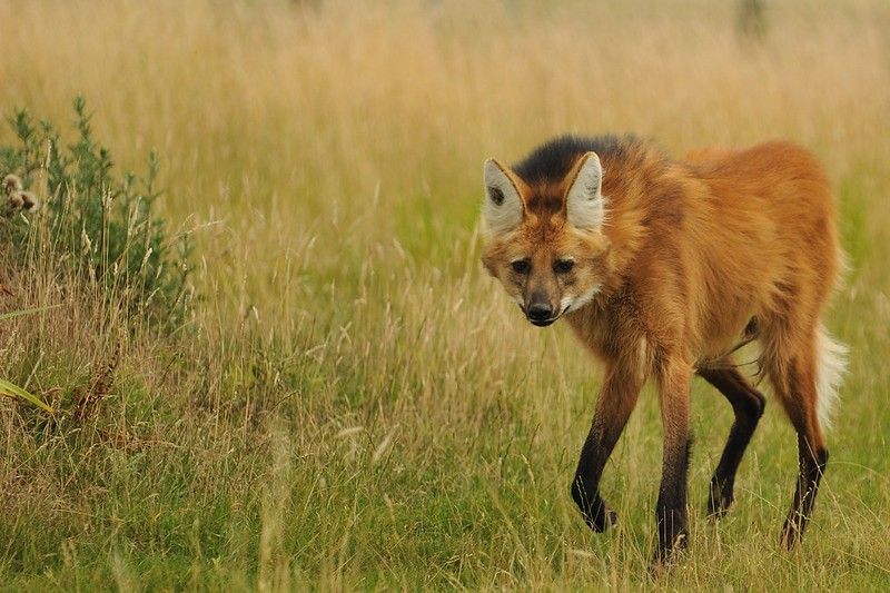 Image of manes