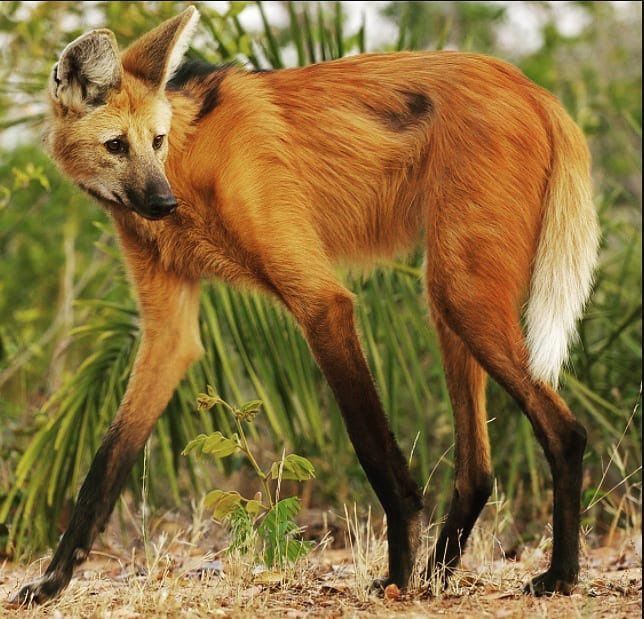 Image of manes
