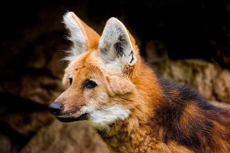 Image of manes