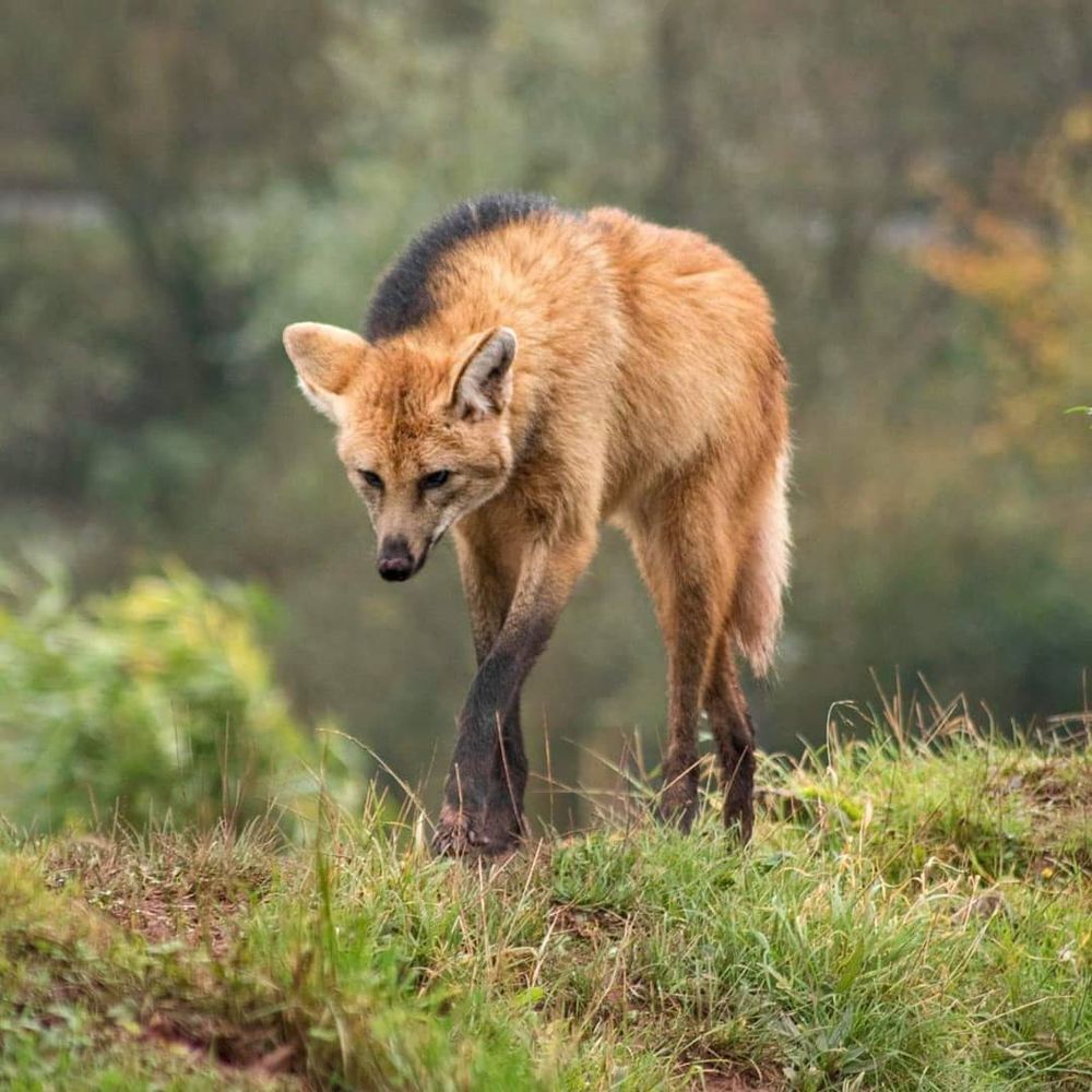 Image of manes