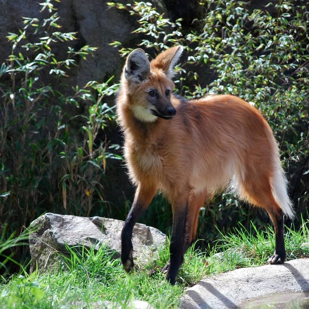 Image of manes